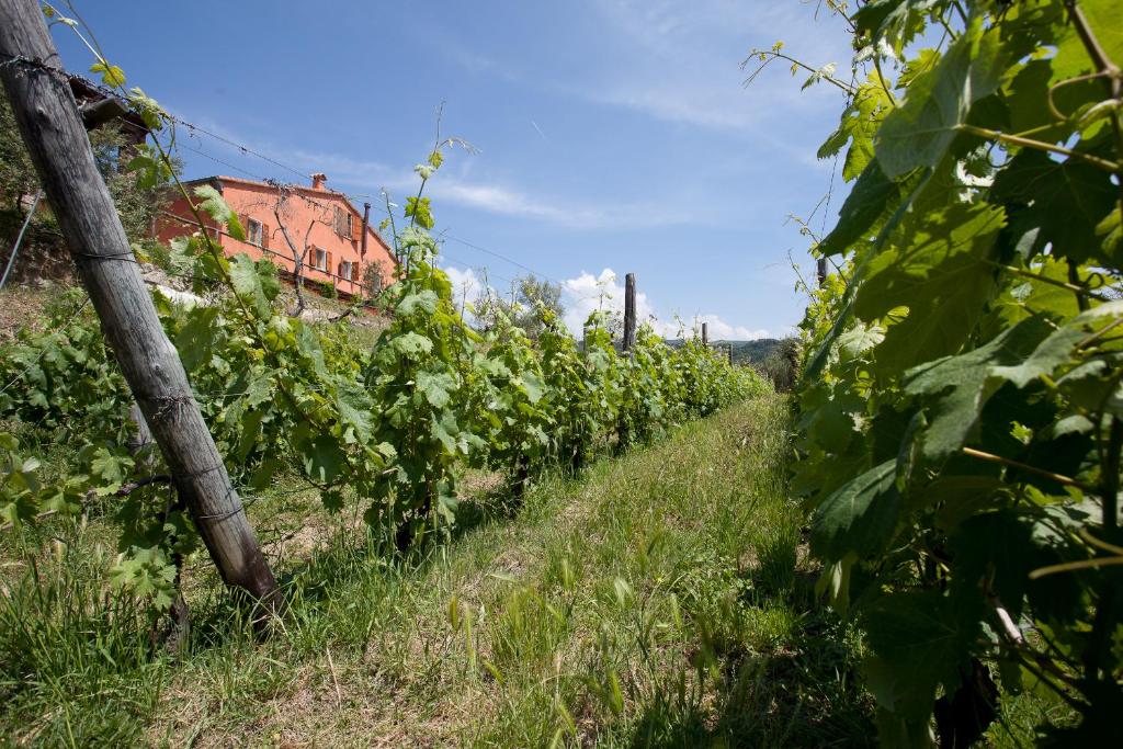 a row of vines in a field with a house in the background at Agriturismo La Burlanda in Fosdinovo