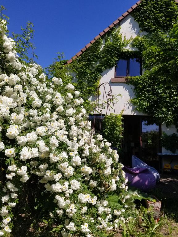 Zahrada ubytování chambre d'hôtes de charme, un temps en forêt