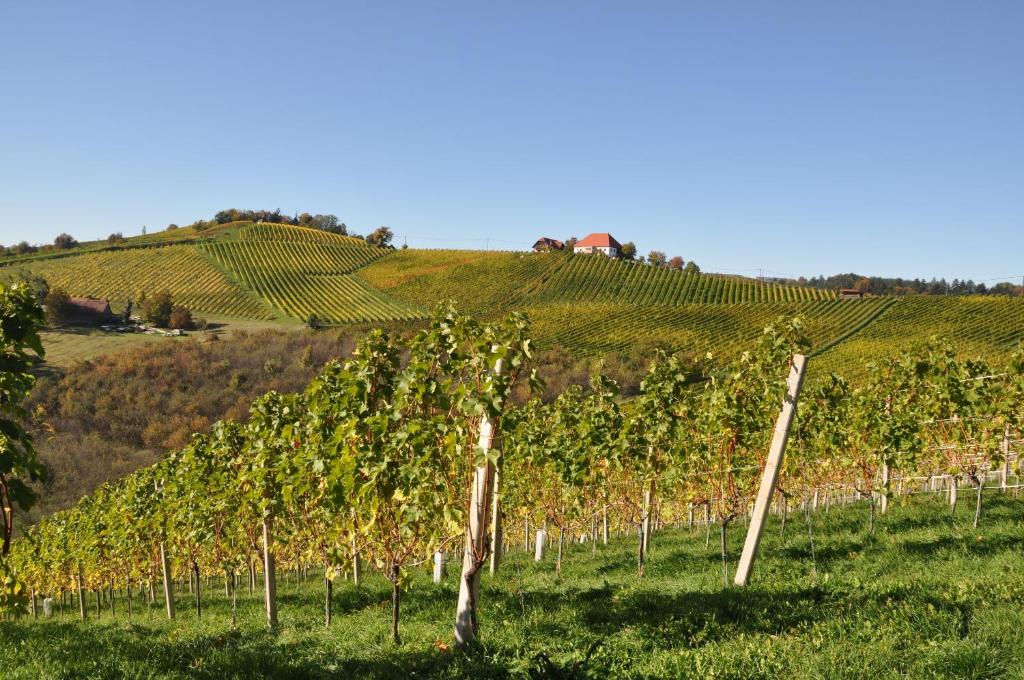Ein Weinberg mit einem Haufen Bäume auf einem Feld in der Unterkunft Weingut Kögl in Ratsch an der Weinstraße