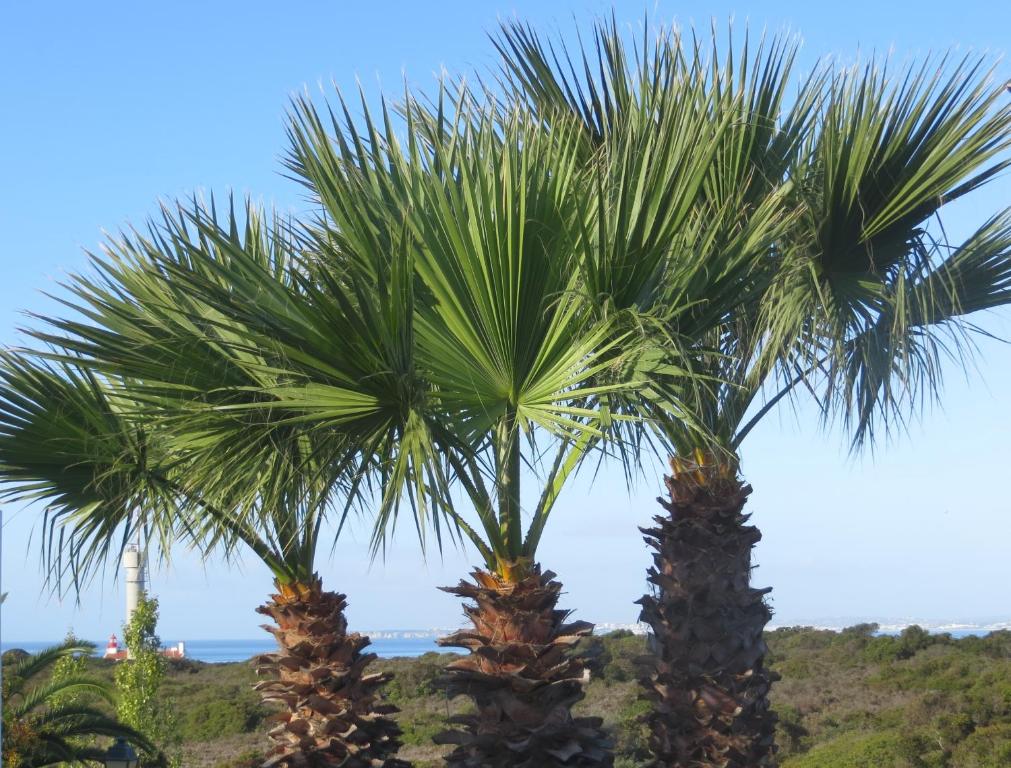 a group of palm trees in front of the ocean at Three Palms Apartment in Ferragudo
