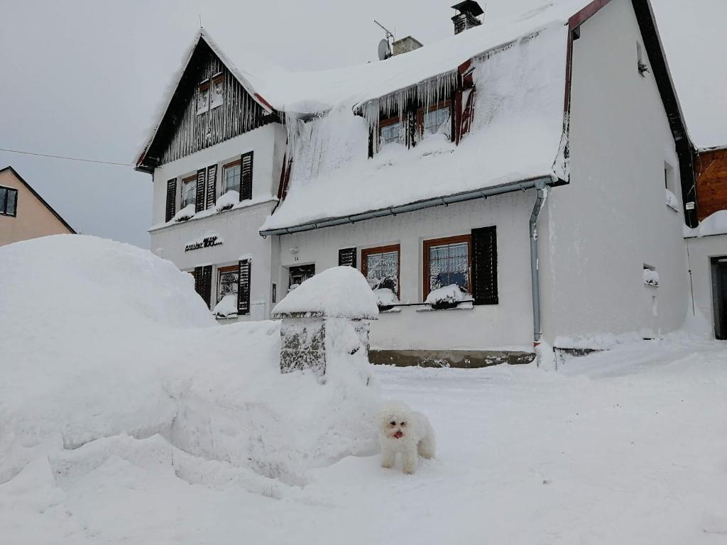 a white dog standing in the snow in front of a house at Pension MAX in Pernink