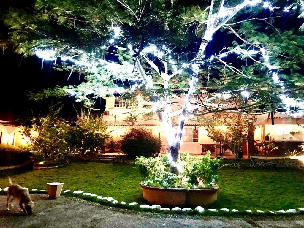 Κήπος έξω από το CafeGourmetPtaCorona