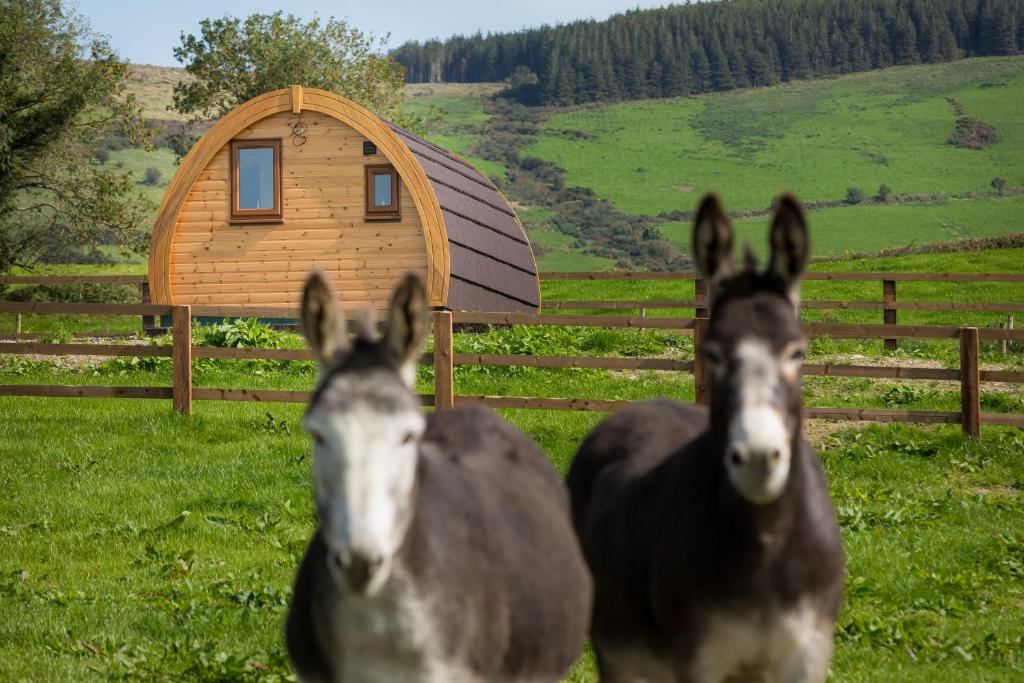 Luxury two-bed Glamping Pod in County Clare
