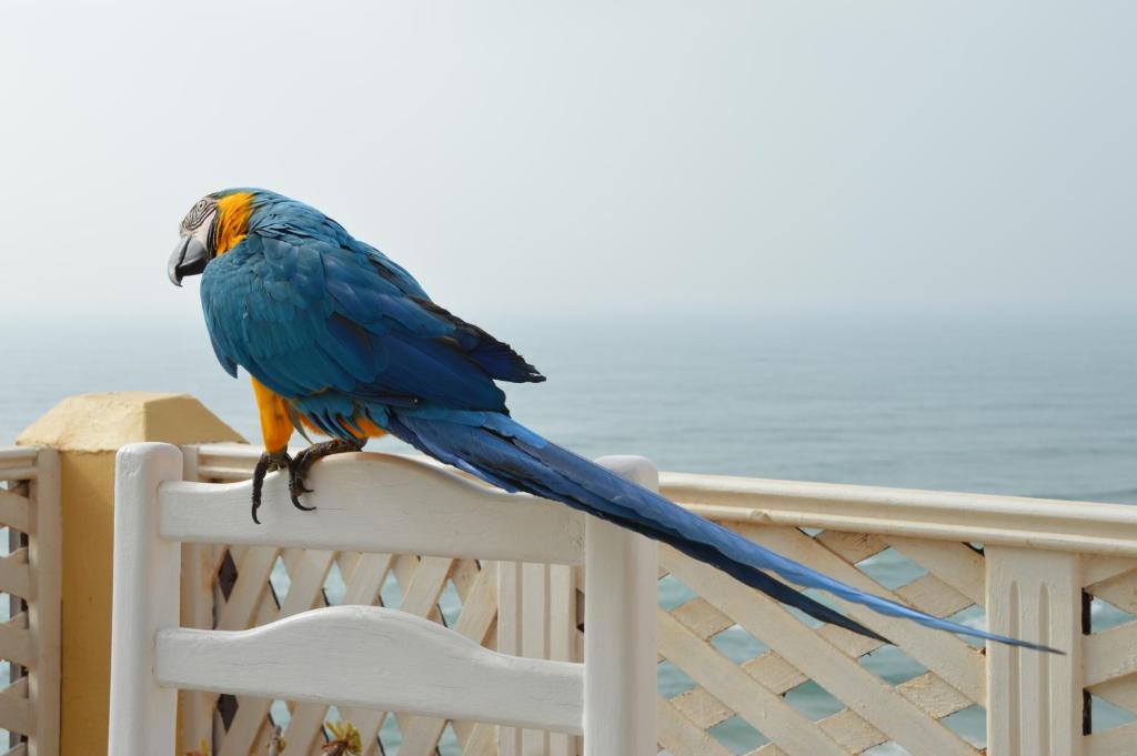 Animales en el bed and breakfast o alrededores