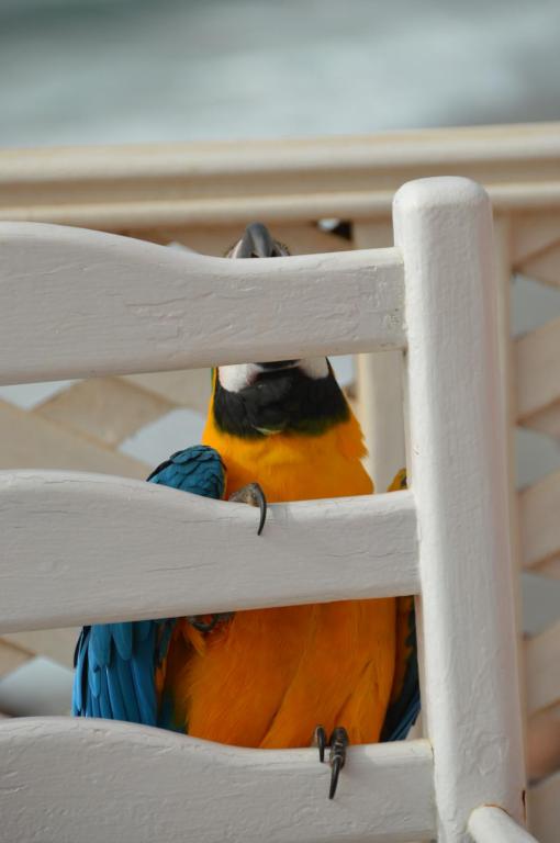 Animales en el bed and breakfast o alrededores