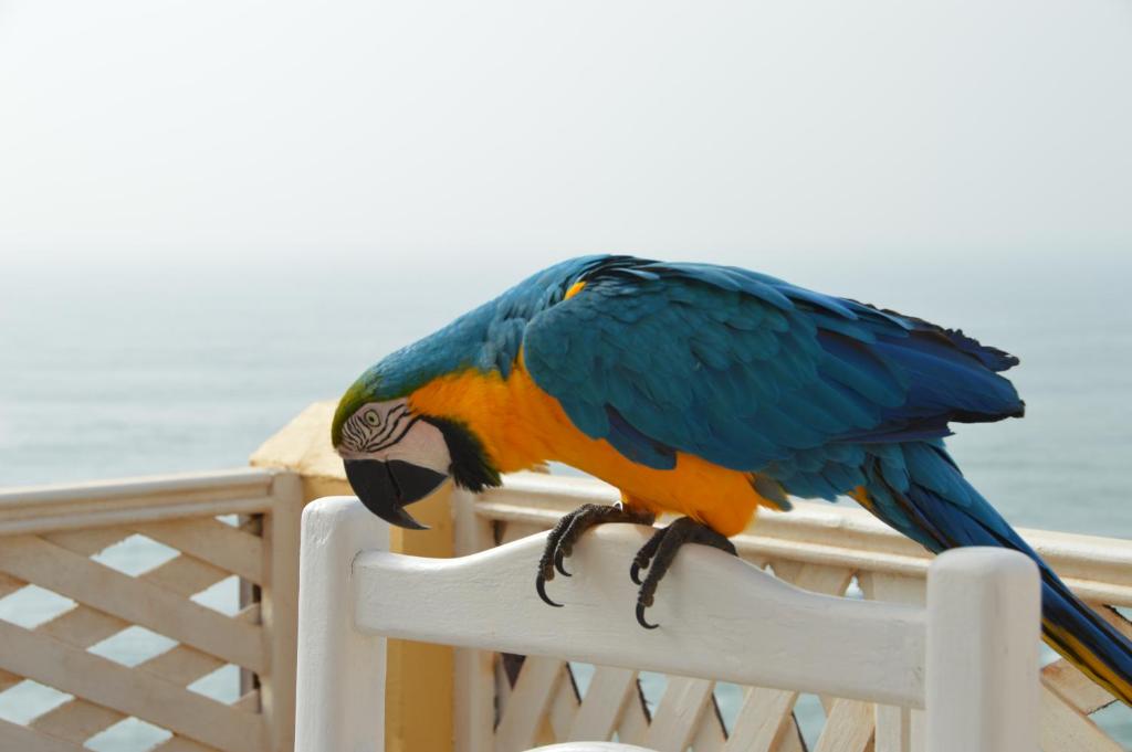 Animales en el bed and breakfast o alrededores