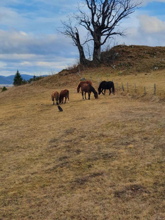 Holiday Home Vile Calimero - 17