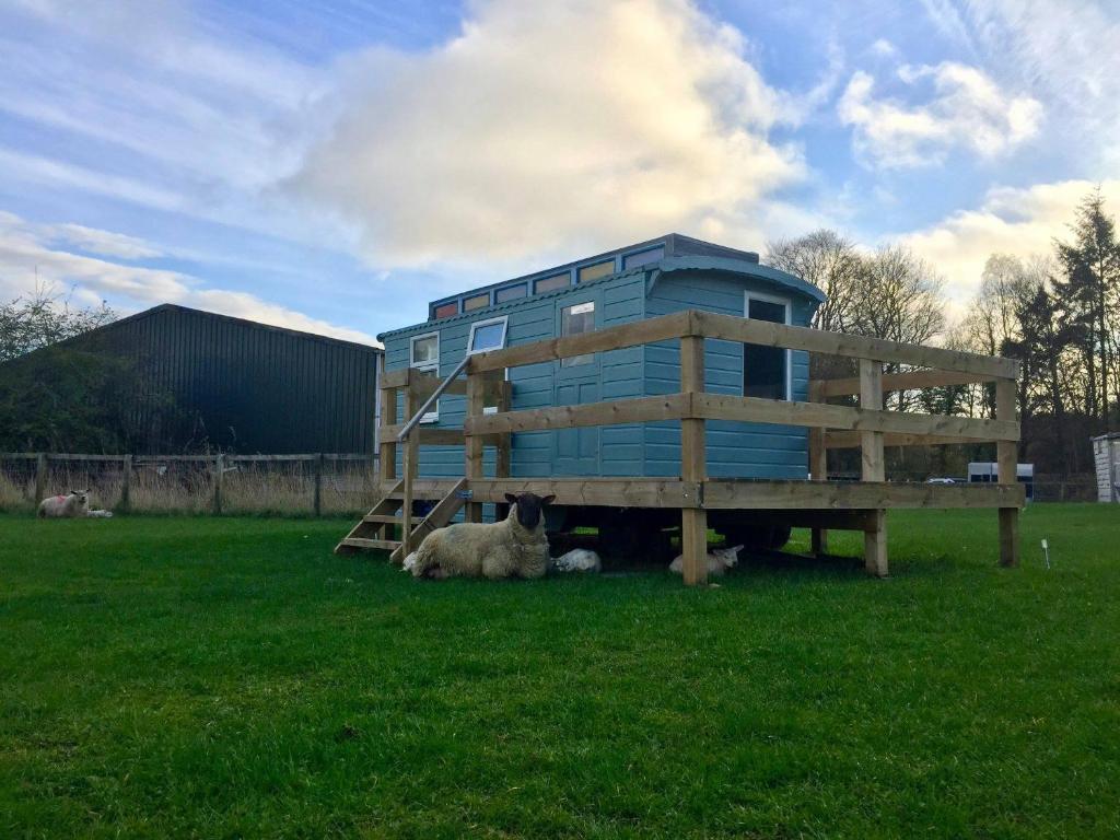 two sheep laying on the grass next to a house at Showman's Hut Westcote in Hawick