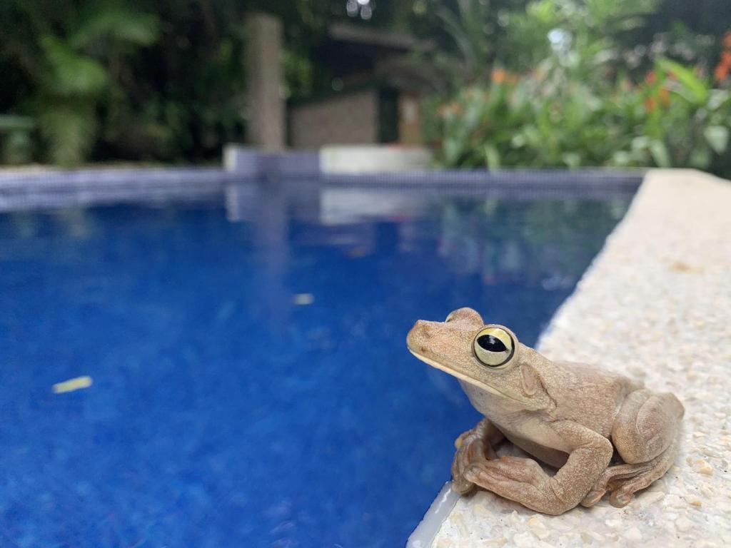 Bazén v ubytování La Posada Jungle Hotel nebo v jeho okolí
