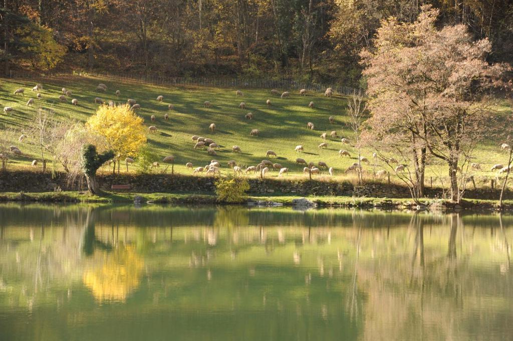 a herd of animals grazing next to a body of water at Résidence les Bords du Lac in Le Lauzet-Ubaye