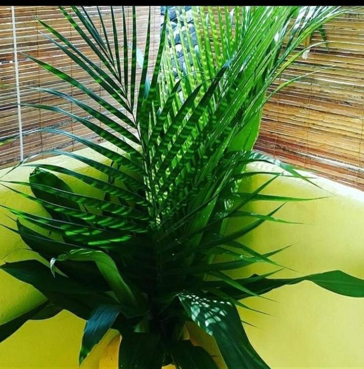  Hospedaria Spa Linda Lua