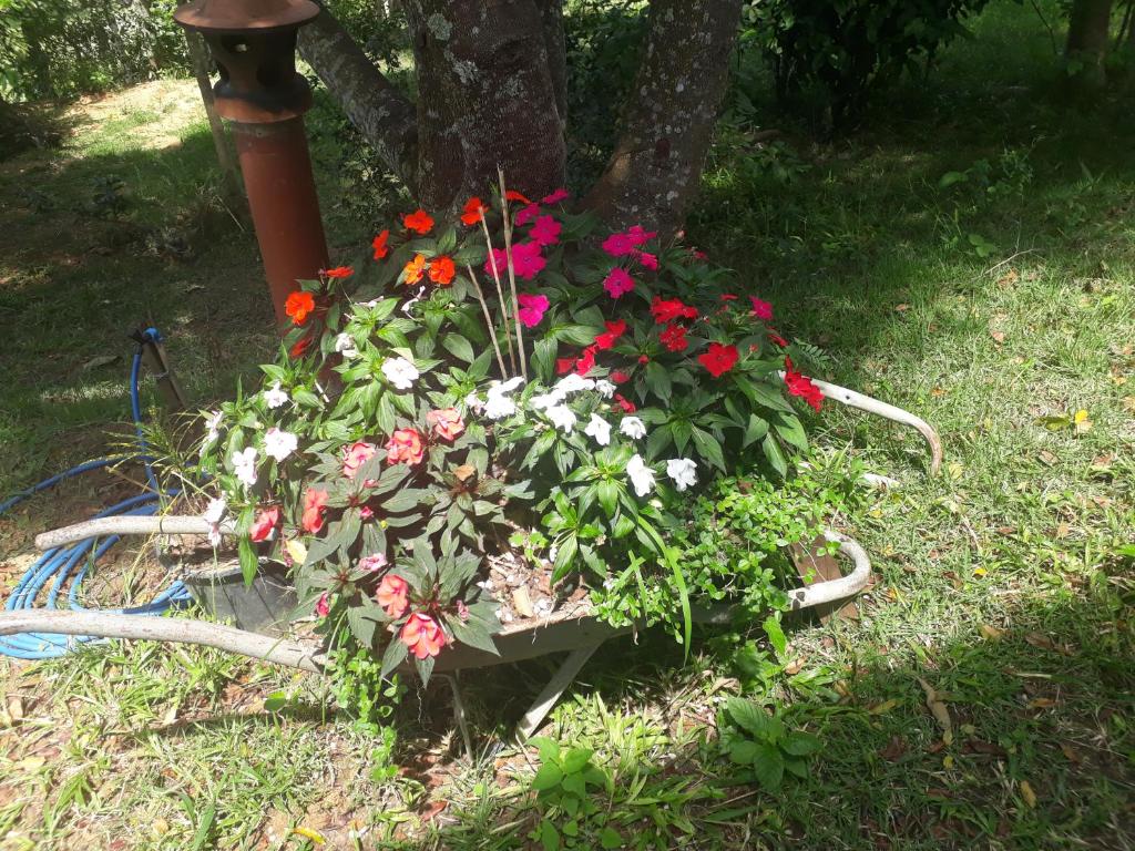  Mini Chácara Tartaruga casa