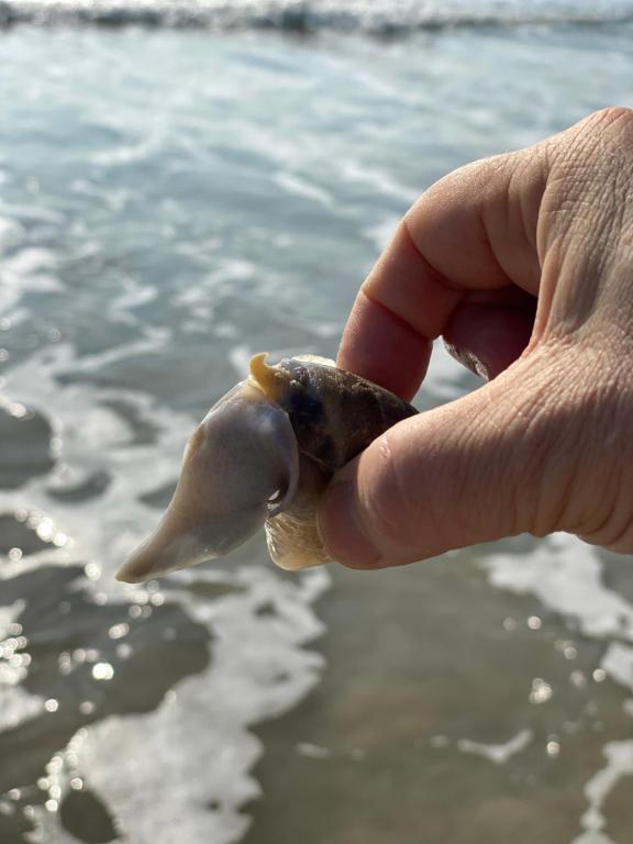  Casa temporada de dois pisos - Praia da Pinheira