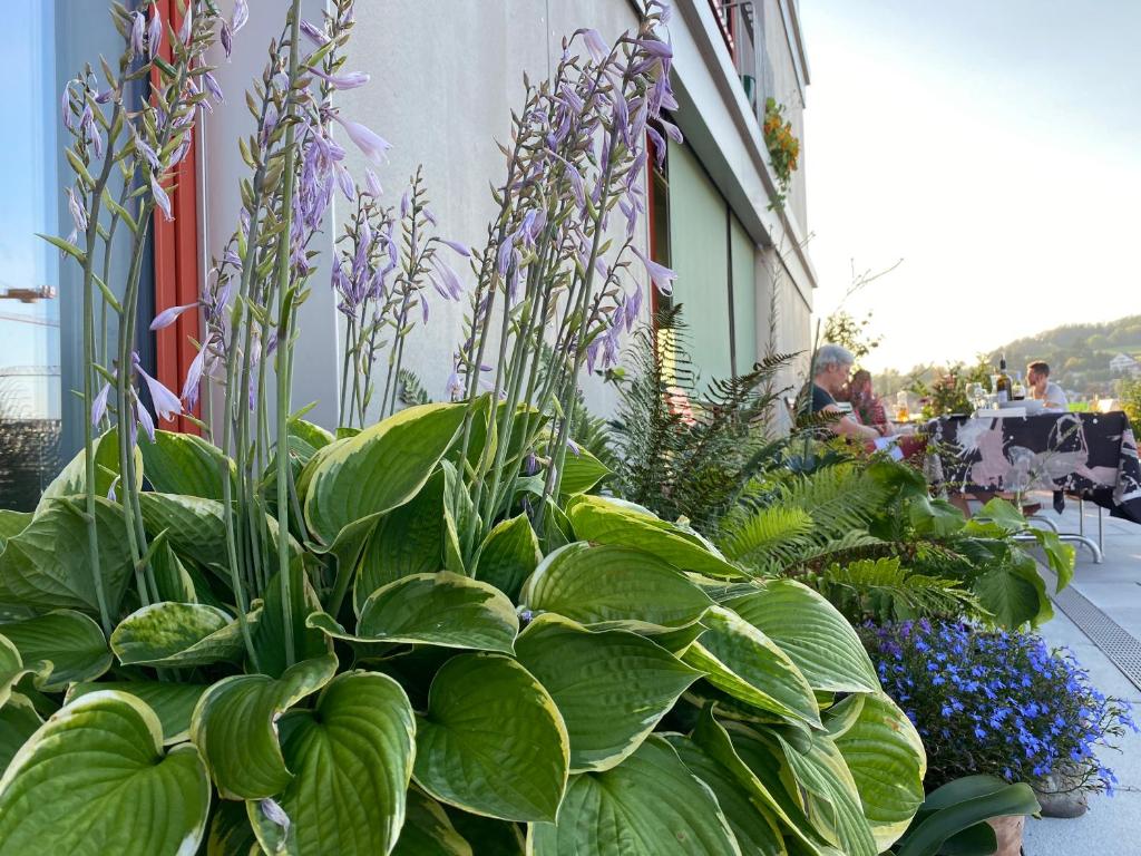 Zahrada ubytování Gästehaus am Lagerplatz