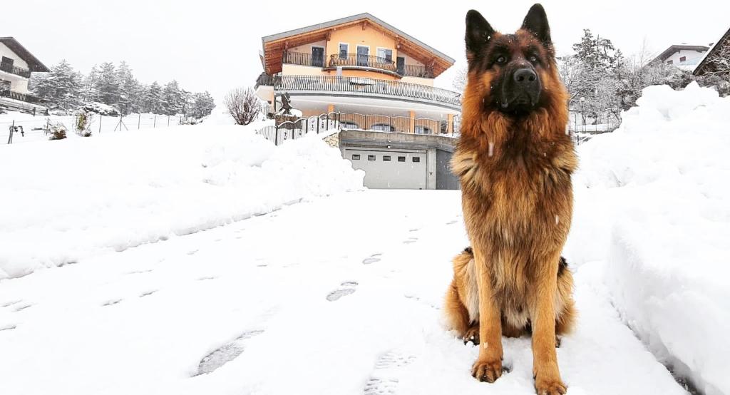 Domácí mazlíčci ubytovaní s hosty v ubytování Affittacamere Dolce Sogno