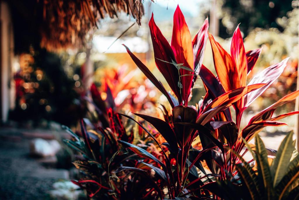 a plant with red flowers in a garden at El Zoo Hostel, Bar & Pool in Palomino