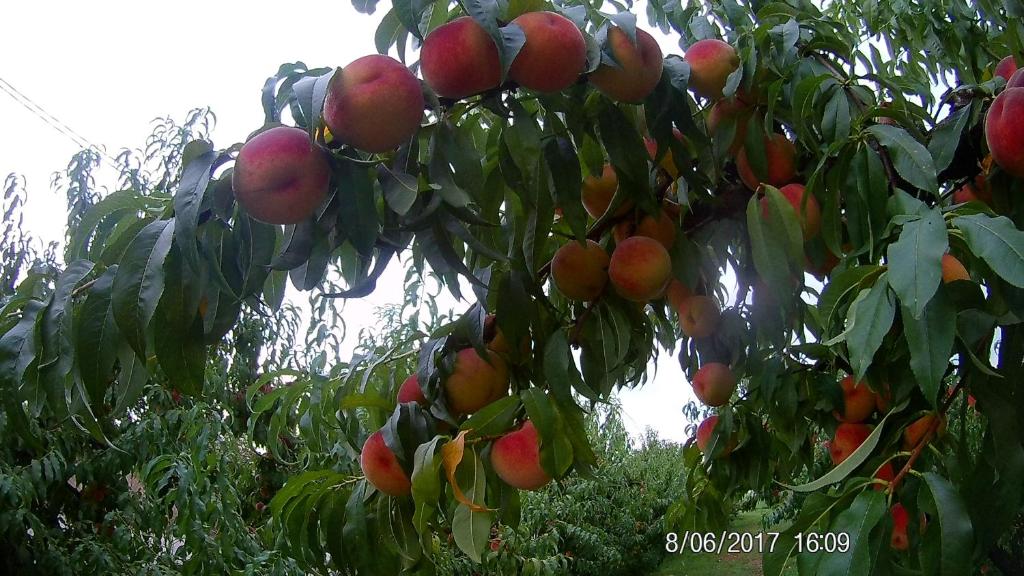 Vonkajšia záhrada v ubytovaní Agriturismo il Fontanile