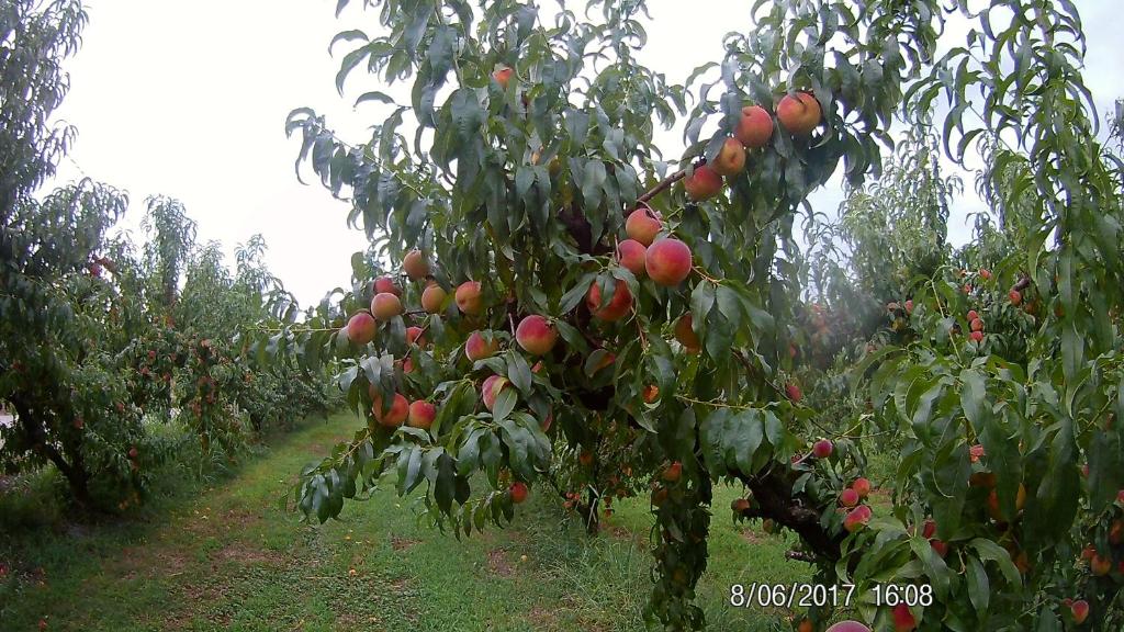 Vonkajšia záhrada v ubytovaní Agriturismo il Fontanile