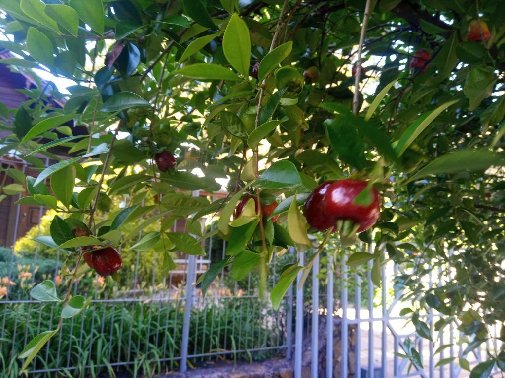 Chalé Martinho  Chalé Martinho