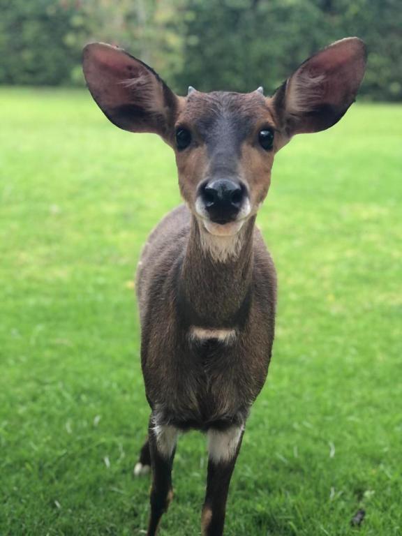 a deer with large ears standing in the grass at Brenton Lake Holiday Cottages in Brenton-on-Sea