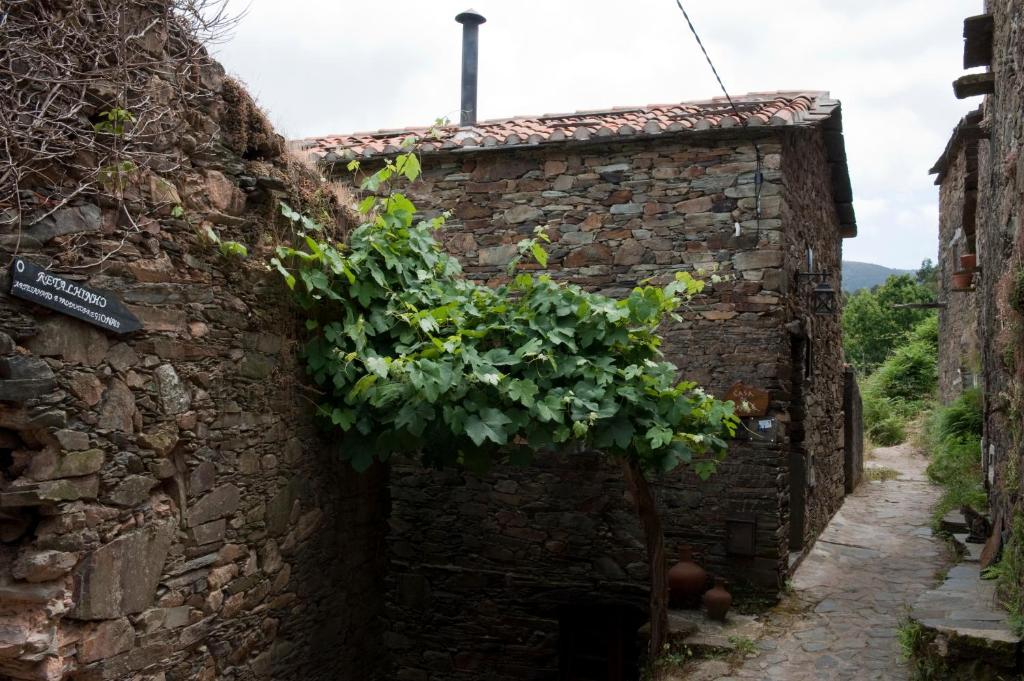 uma pequena árvore a crescer de uma parede de tijolos em Talasnal Casa da Urze AL em Lousã