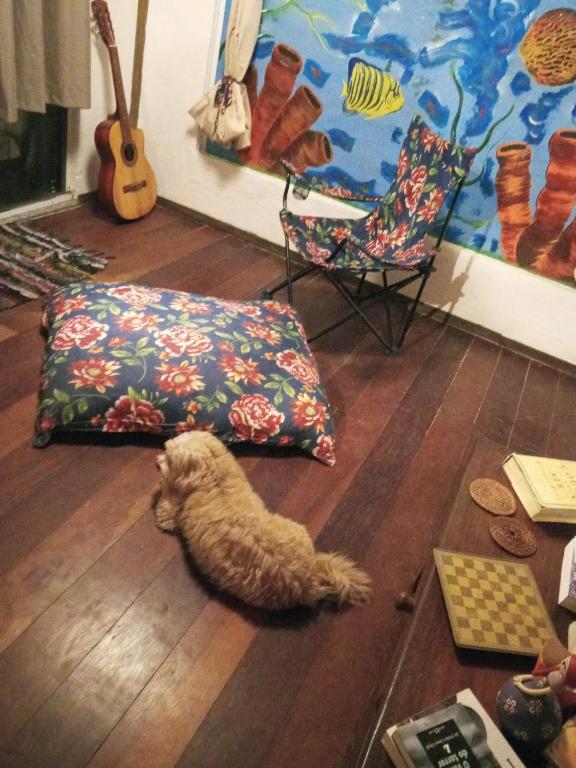 Domácí mazlíčci ubytovaní s hosty v ubytování Bed&Potato Studio Ilha Grande - Casa inteira para até 4 pessoas
