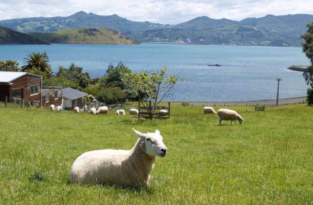 eine Herde Schafe, die auf einem Grasland weiden in der Unterkunft Roselle Farm Cottage in Portobello
