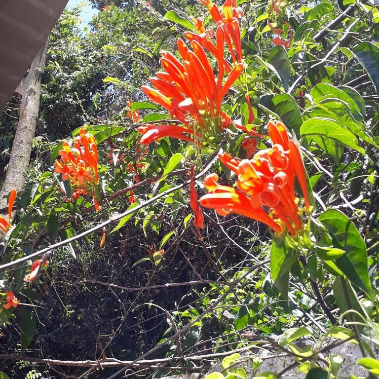 Casa do Santinho - Florianópolis - SC