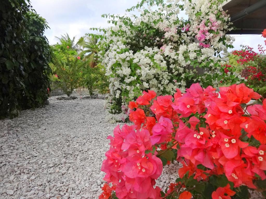 Giardino di Pension Tiputa Lodge Rangiroa