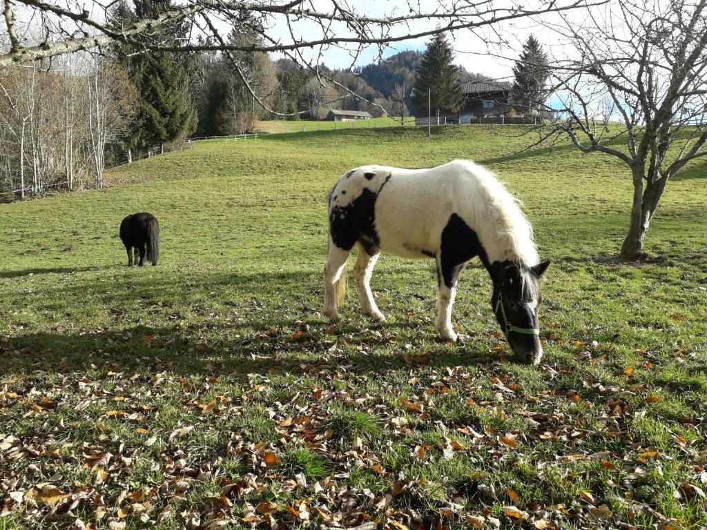 a black and white horse grazing in a field at Haus Hagspiel in Hittisau
