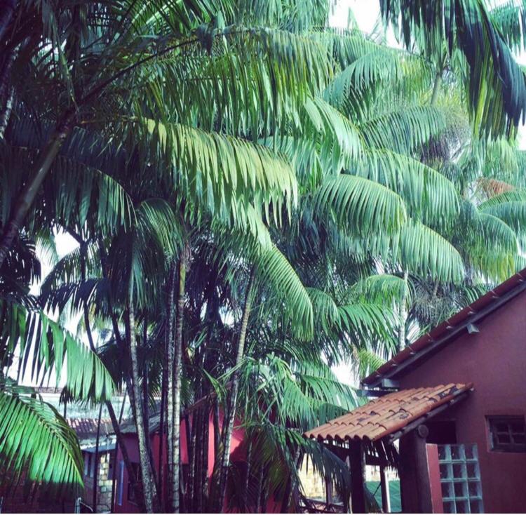 Um jardim em Pousada Estrela Itacaré