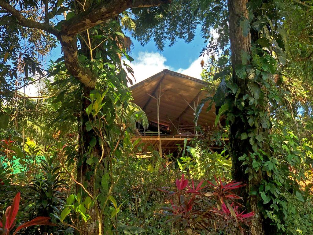 a house in the middle of a garden with trees at Cascada Verde Hostel in Uvita