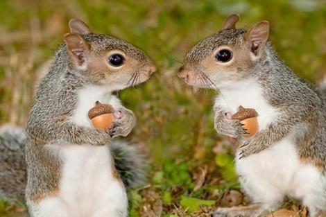 zwei Eichhörnchen stehen nebeneinander und essen Essen in der Unterkunft Apartament Veverițe in Slănic-Moldova