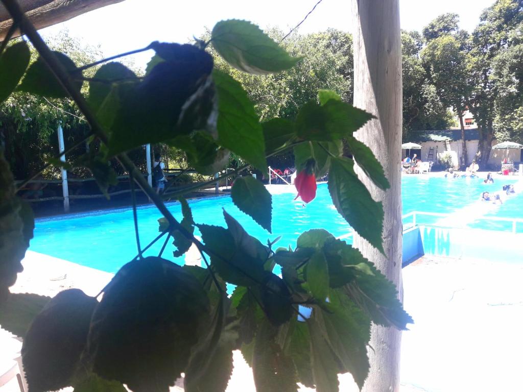 a plant in front of a swimming pool at El Molino - Complejo Turístisco in Victoria
