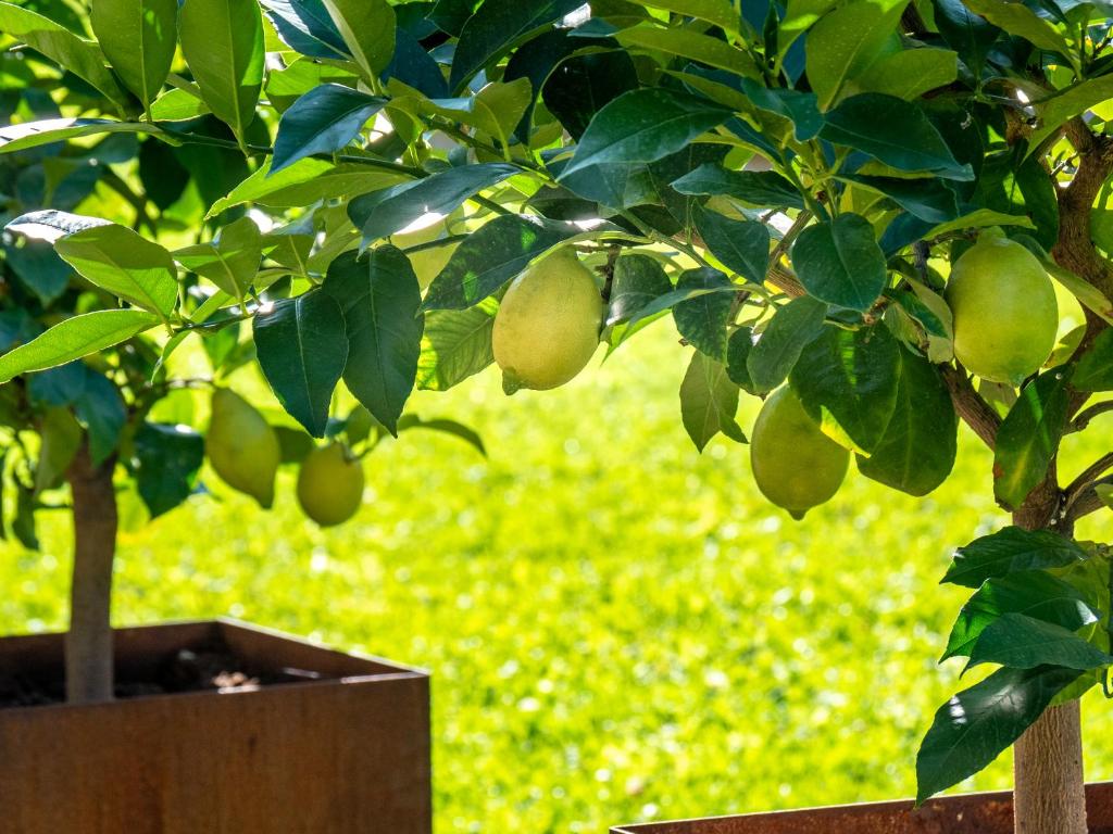 Zahrada ubytování Gartenheim Tramin