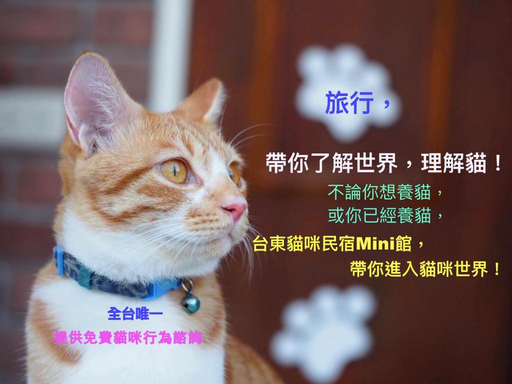 an orange and white cat wearing a blue collar at 貓咪民宿Mini館-中午即可入房 in Taitung City
