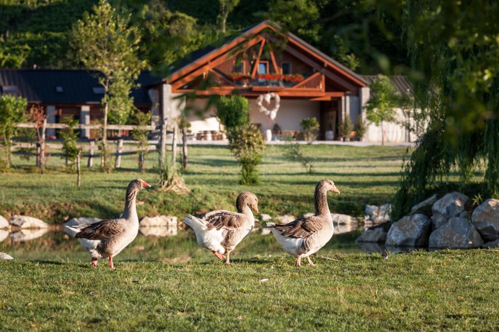 Altri animali domestici presso l'agriturismo o nei dintorni
