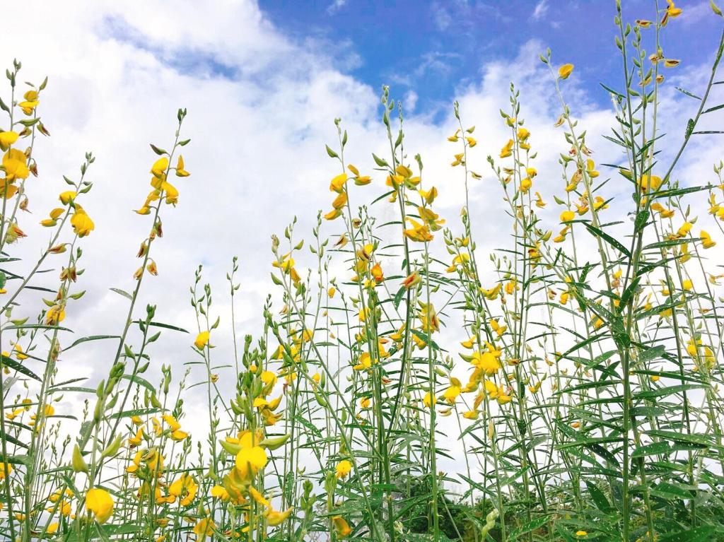 Chapulin Natural Resort - Resim 14