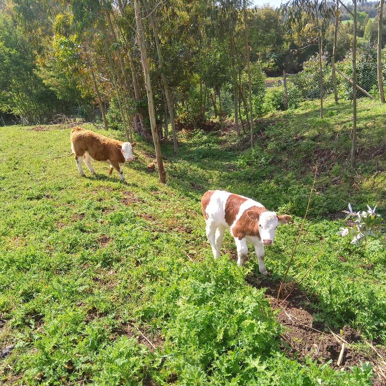 Cabañas Lelita Huenumán Bed&Breakfast
