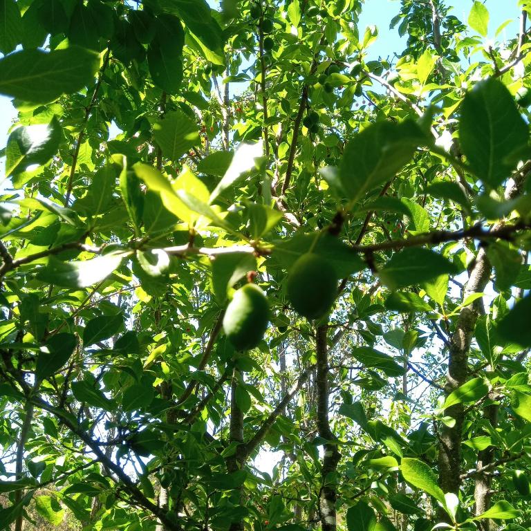 Cabañas Lelita Huenumán Bed&Breakfast