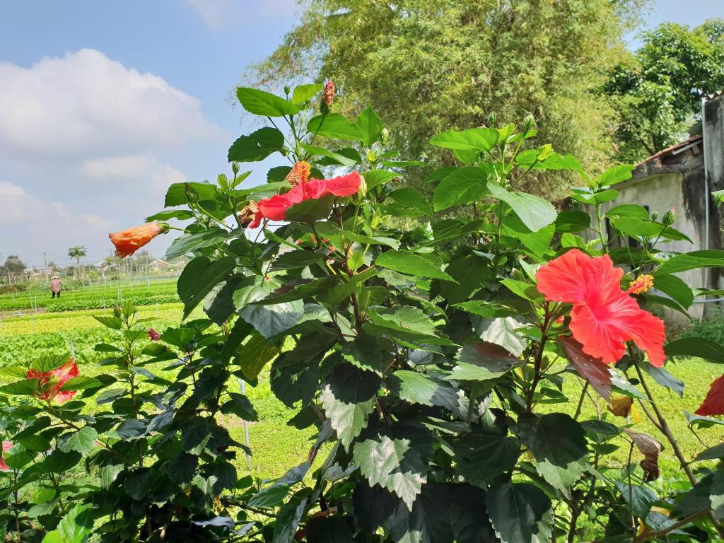 Vườn quanh Hoi an Osaka Riverside Villa & Spa
