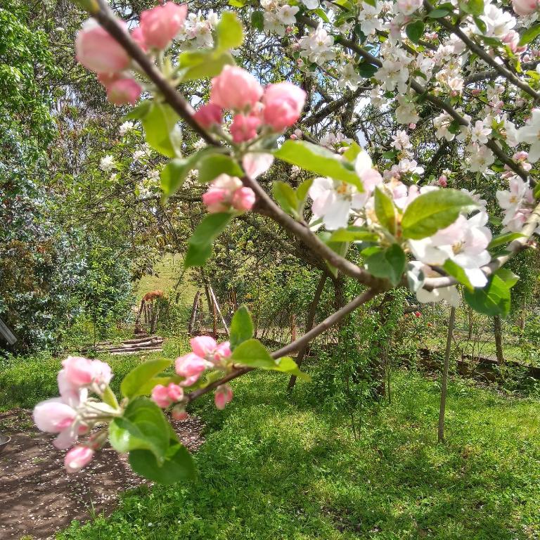 Cabañas Lelita Huenumán Bed&Breakfast