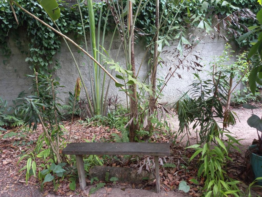  Atlantic forest suite