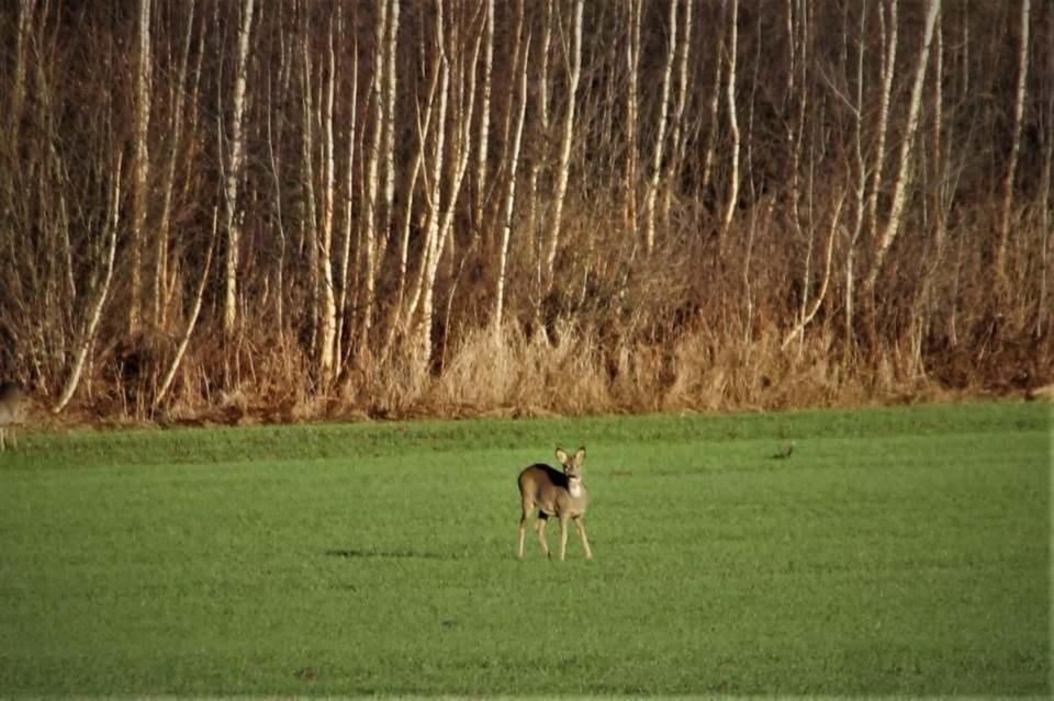 Zvířata v chaty nebo okolí