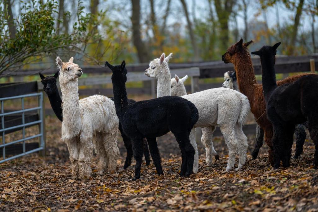 eine Gruppe Lamas, die nebeneinander stehen in der Unterkunft Alpaka- & Ferienhof Neukämper in Norden