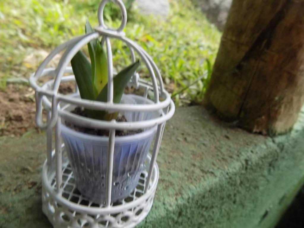  Cantinho da Pedra