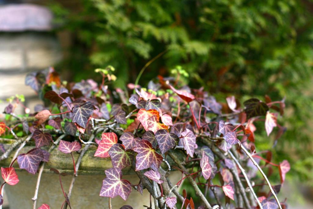 Hotel Imperial - Resim 14