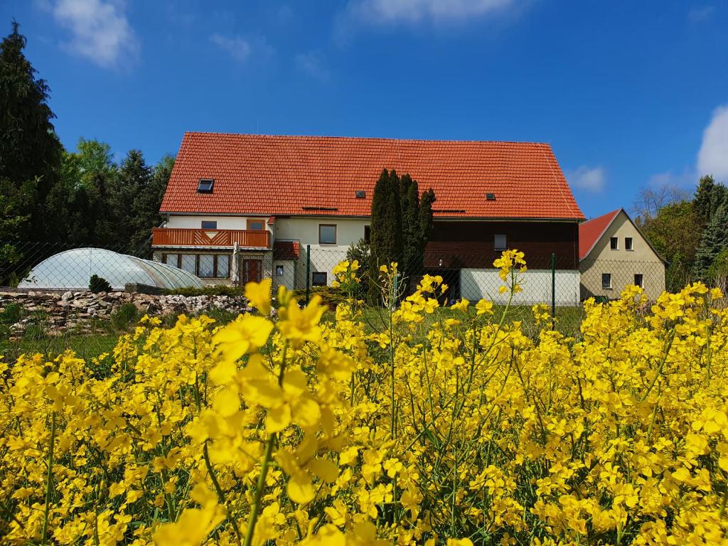 ein Feld gelber Blumen vor einem Haus in der Unterkunft Alte Schäferei Bad Gottleuba in Bad Gottleuba