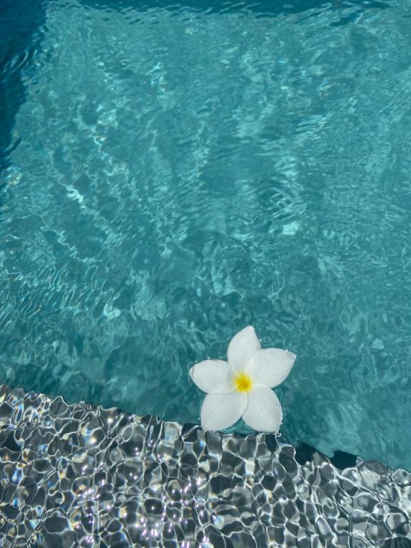  Tiki Pool's Bungalows