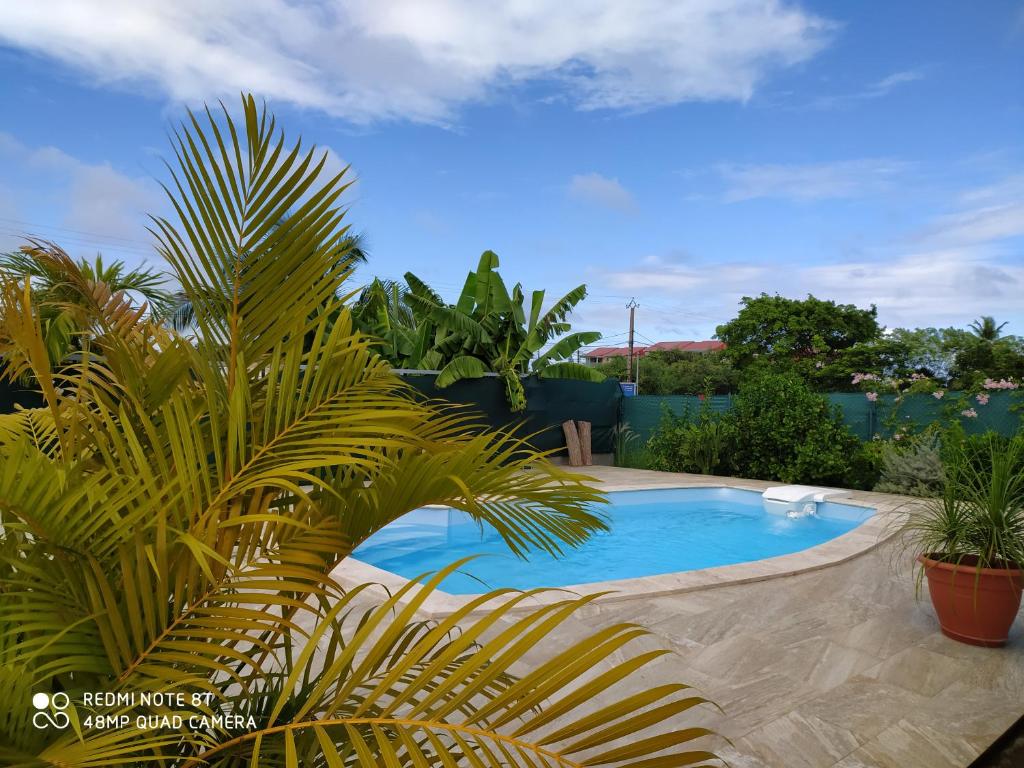 - une piscine bordée d'un palmier dans l'établissement K LBASS DES ILEs, à Le Moule